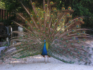 Peacock