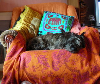 Normal_room_rufus_in_belfast