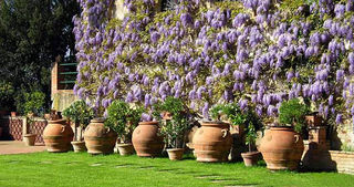 Wysteria.on.organic.tuscany