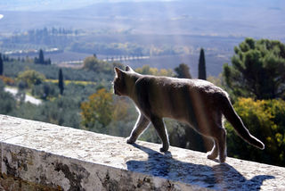 A.cat.tuscany.flowerwall.flickr