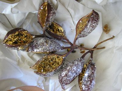 Gilded pods