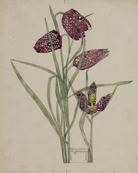 Fritilairia 1915