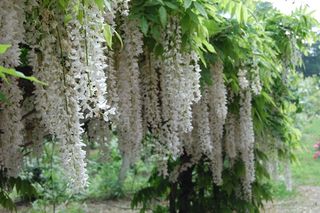 Wisteria for web