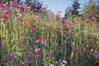 Wildflowers