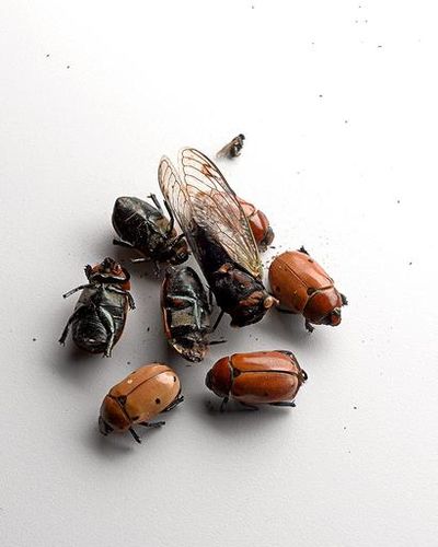 27474-1393967629-DavidLewisTaylor_Untitled Study-xl