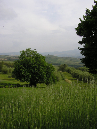 La Foce (32)